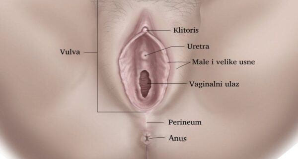 Perineoplastika